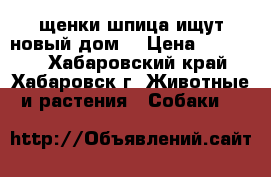 щенки шпица ищут новый дом! › Цена ­ 25 000 - Хабаровский край, Хабаровск г. Животные и растения » Собаки   